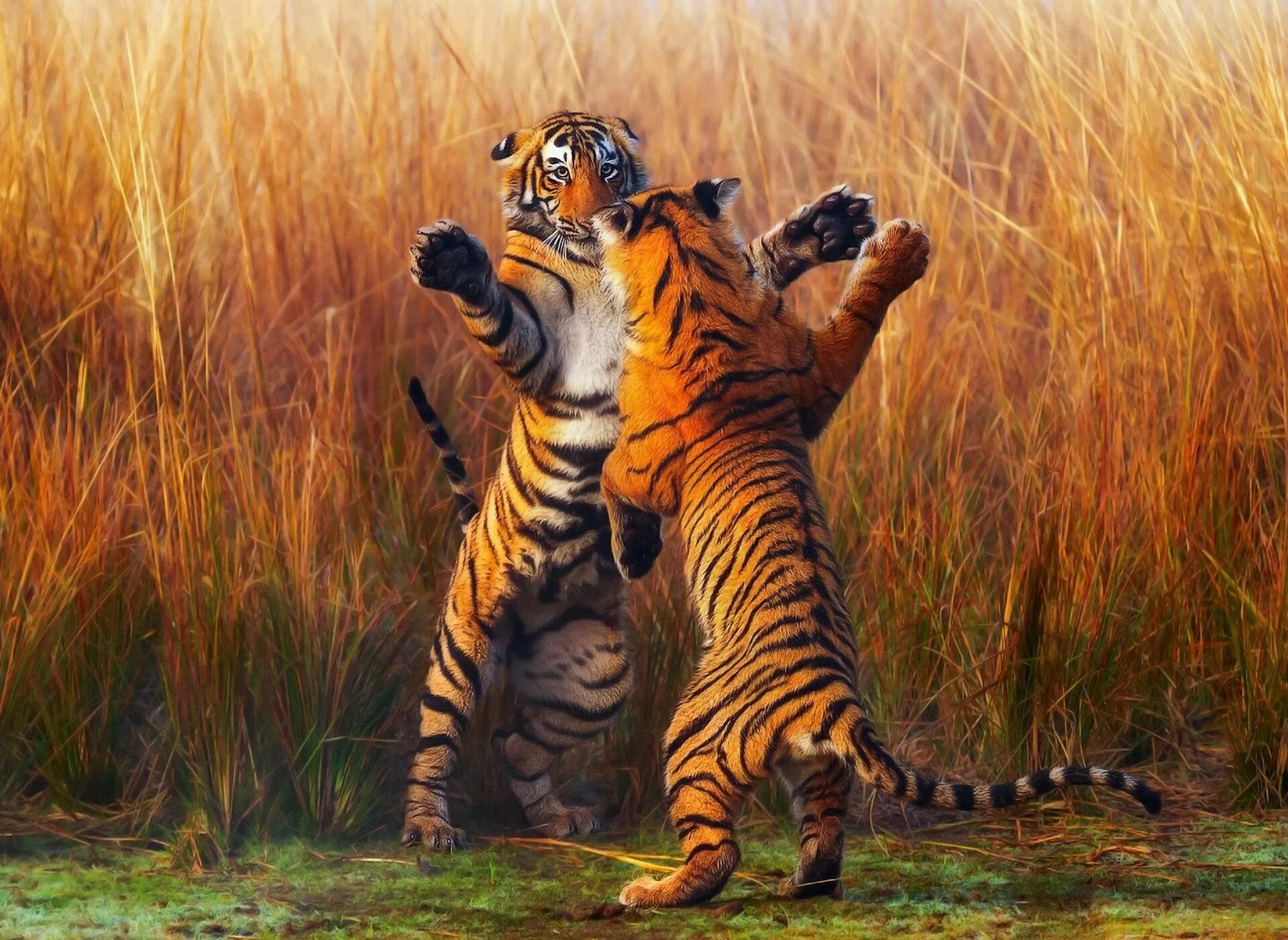 Хорош тайгер. Тигр. Тигр в дикой природе. Тигры дерутся. Дикий тигр.