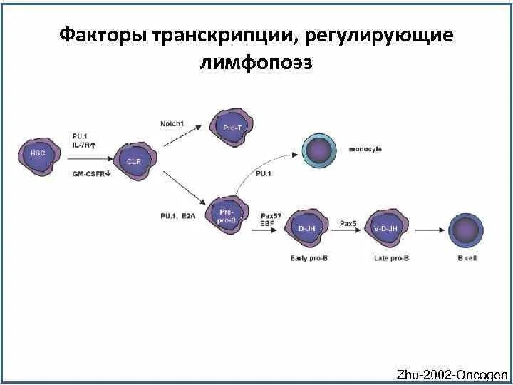 Дифференцировка высокая. Лимфопоэз в-лимфоцитов происходит. этапы лимфопоэза т-клеток. лимфоцитопоэз схема. дифференцировка скк.