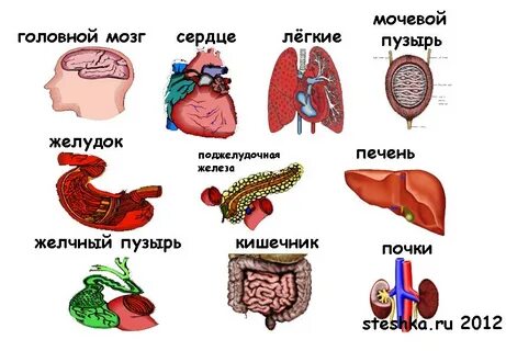 Что происходит с внутренними органами
