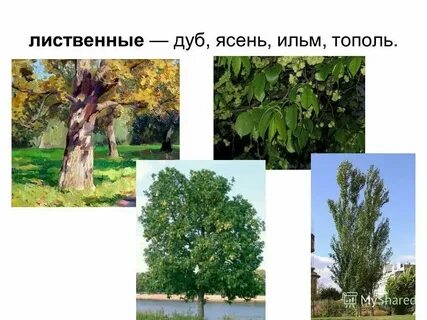 Дуб береза ясень клен