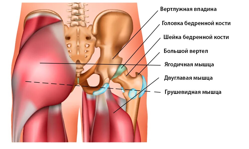 К какому врачу обращаться с тазобедренным суставом. Киста в кости тазобедренного сустава. Хруст в бедренном суставе. Синовиальные сумки тазобедренного сустава.