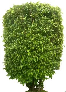Bush plant
