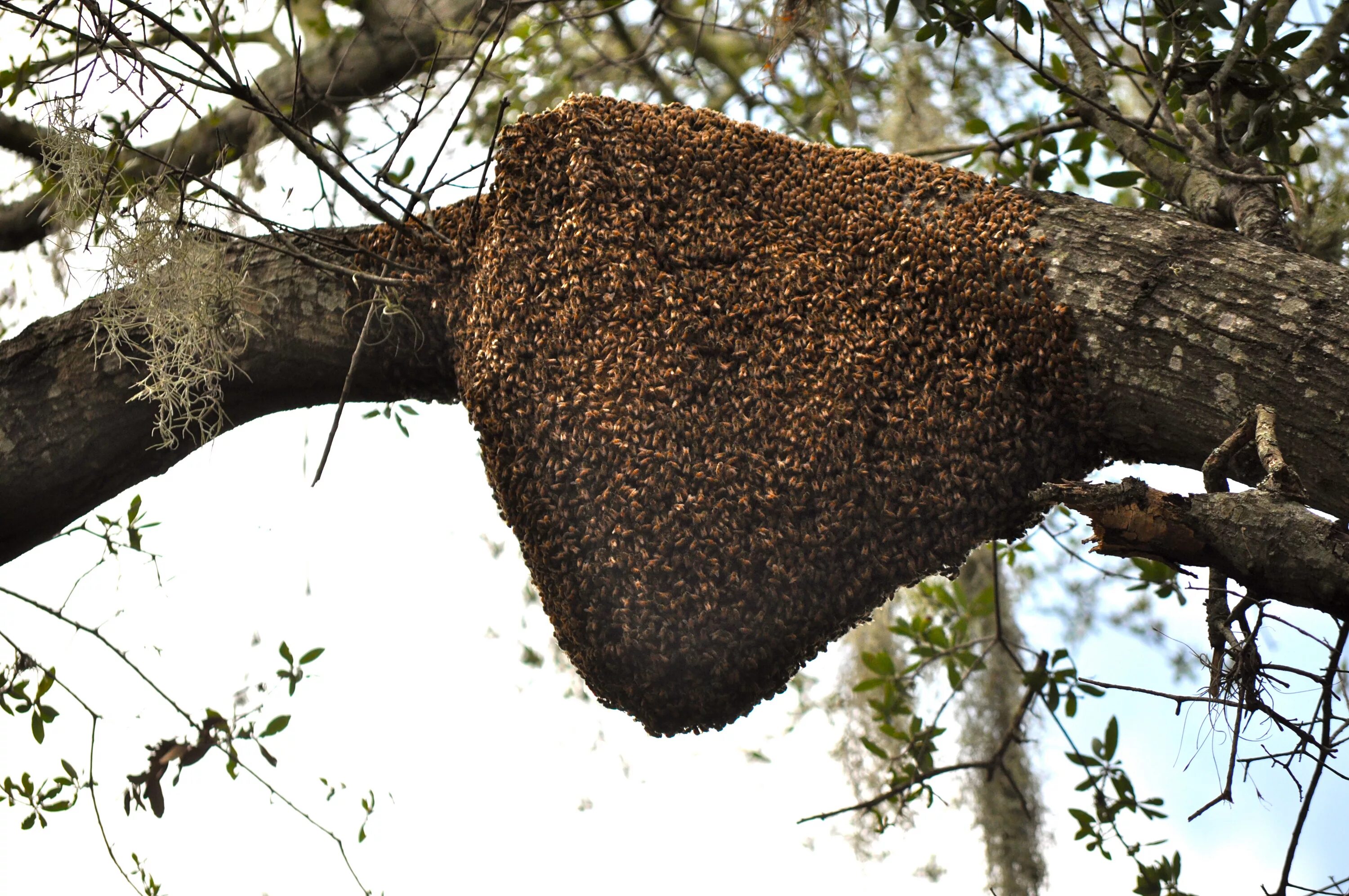 Как найти пчел в лесу. Рой диких пчел. Гималайский мед диких пчел. Лесные пчелы. Пчелиный рой в дупле.