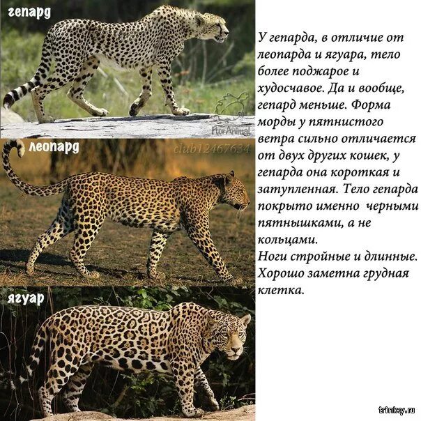 Ягуар леопард гепард отличия. Гепард леопард Ягуар. Гепард леопард и Ягуар разница. Отличие гепарда от леопарда.