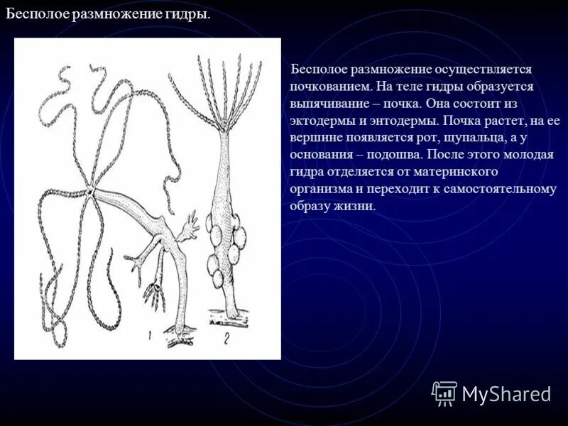 Почкование гидры это. Размножение гидры фрагментация. Размножение гидры почкование. Почкование гидры это бесполое размножение. Гидра биология почкование.