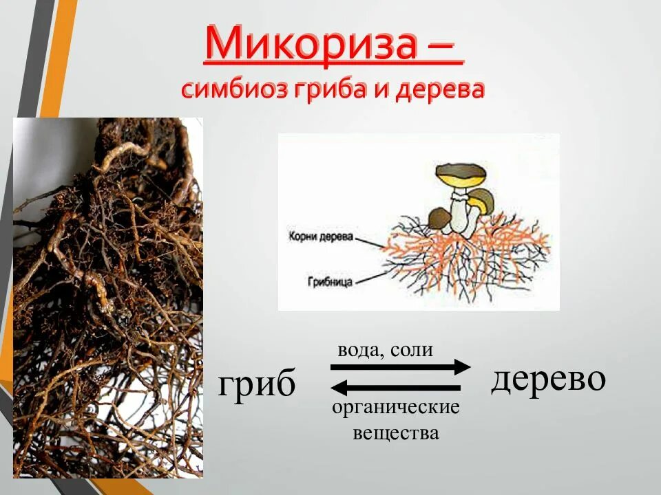 Симбиоз гриба и высшего растения. Микориза гриба и дерева. симбиоз гриба и дерева. симбиоз грибов и деревьев. микориза это симбиоз.