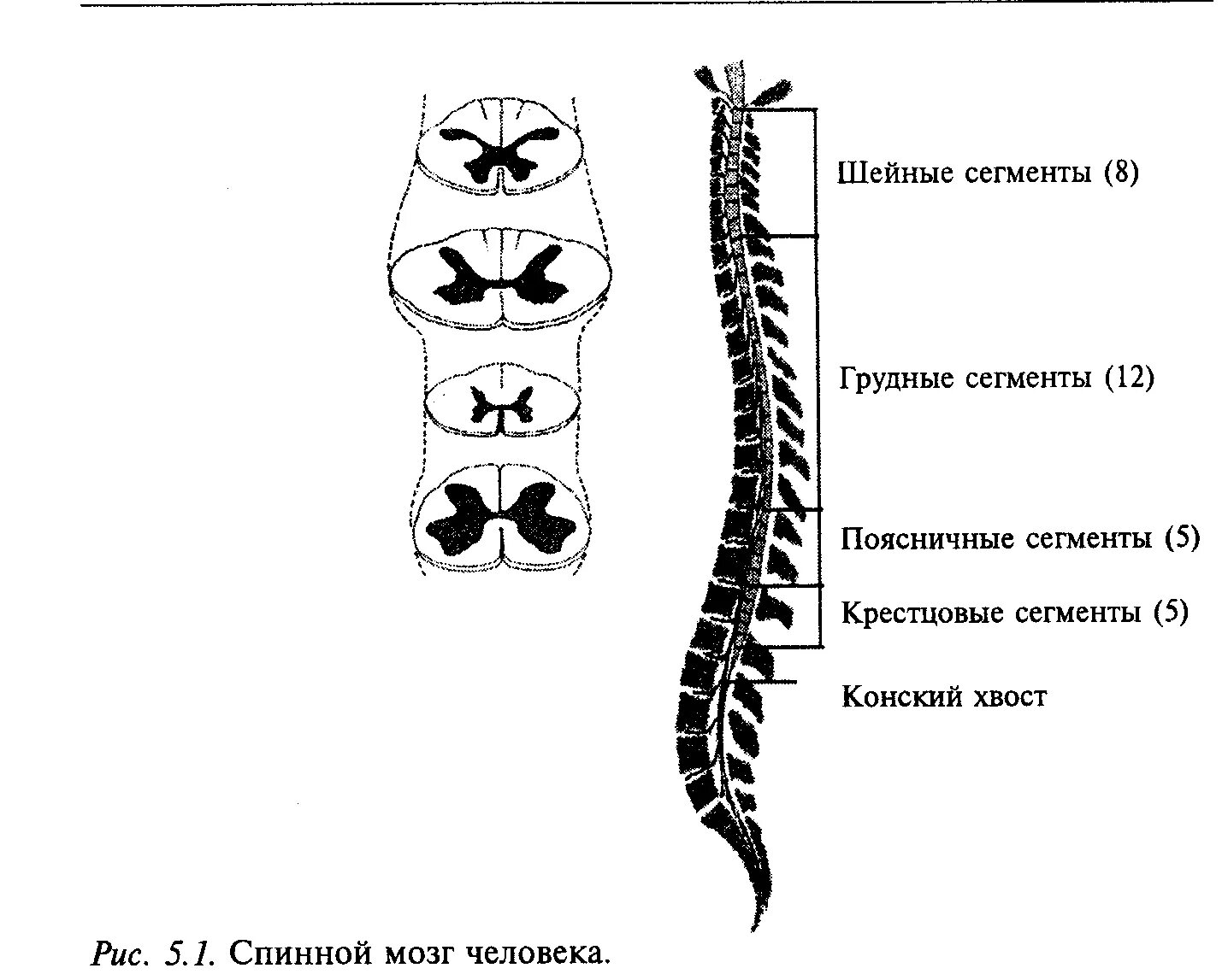 Сегменты кратко. Сегменты шейного отдела спинного мозга. Строение сегмента спинного мозга. Спинной мозг шейный отдел анатомия. Сегментарное строение спинного мозга.