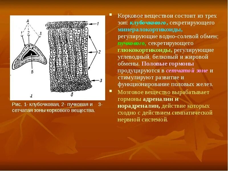 Сетчатая зона. Пучковая сетчатая и клубочковая зона. Зоны клубочковая сетчатая. Углеводный жировой белковый и водно-солевой обмен регулируют гормоны. Клубочковая сетчатая и пучковая гормоны.