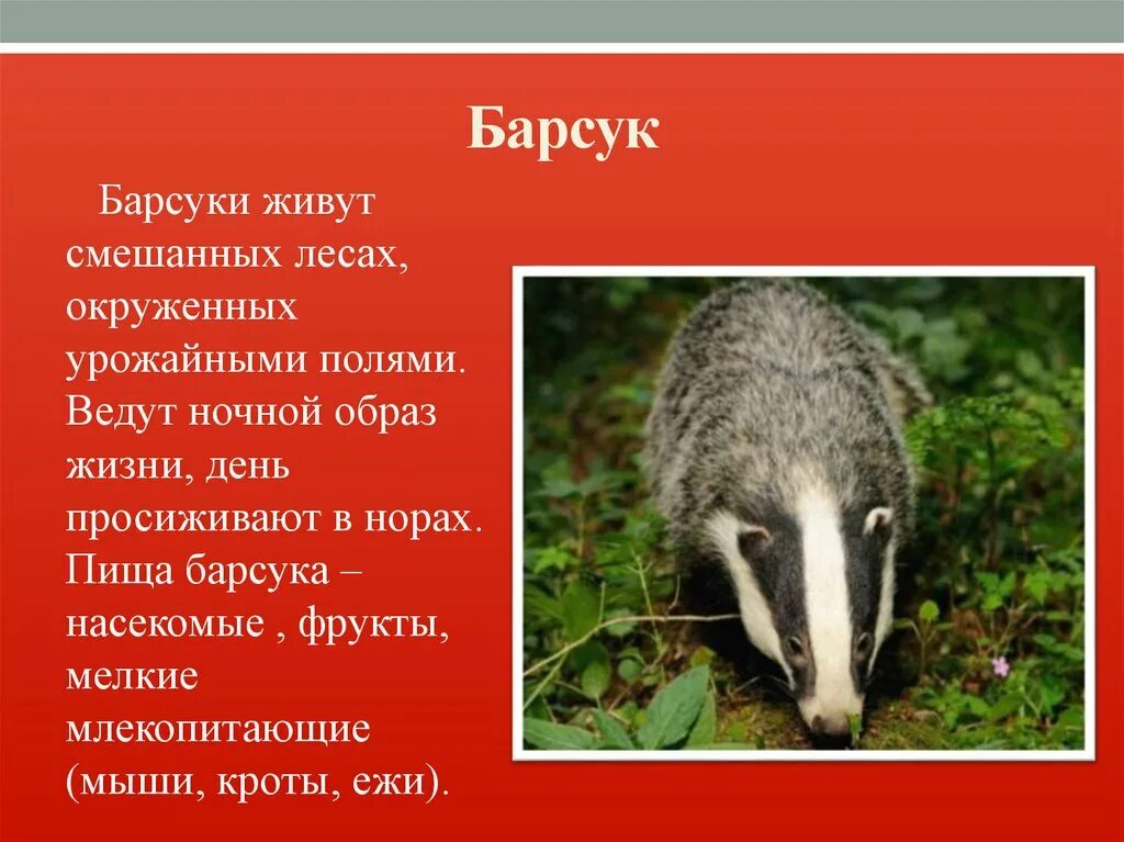 Краснокнижные животные ленинградской области описание фото - ViktoriaFoto.ru