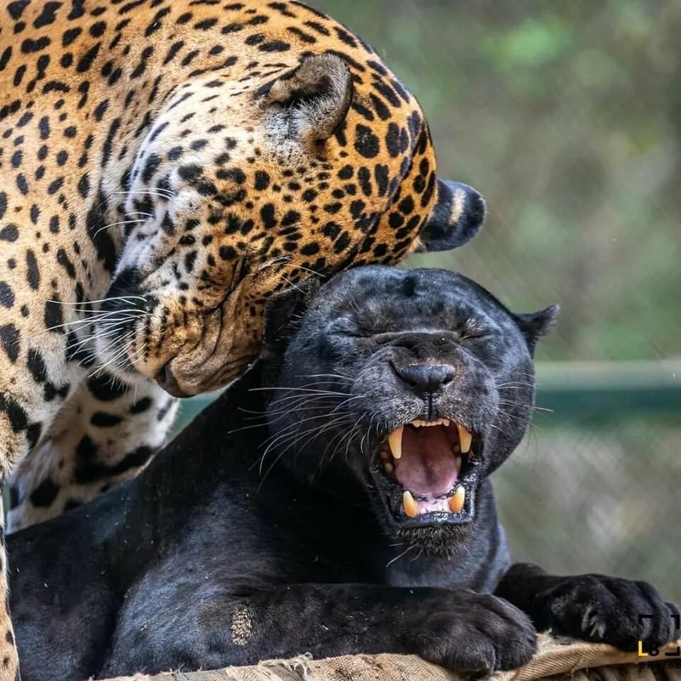 Пантанальский Ягуар. Ягуар Panthera onca. Леопард Ягуар пантера. Пума Ягуар леопард пантера.