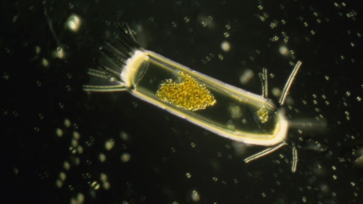 Фитопланктон уровень