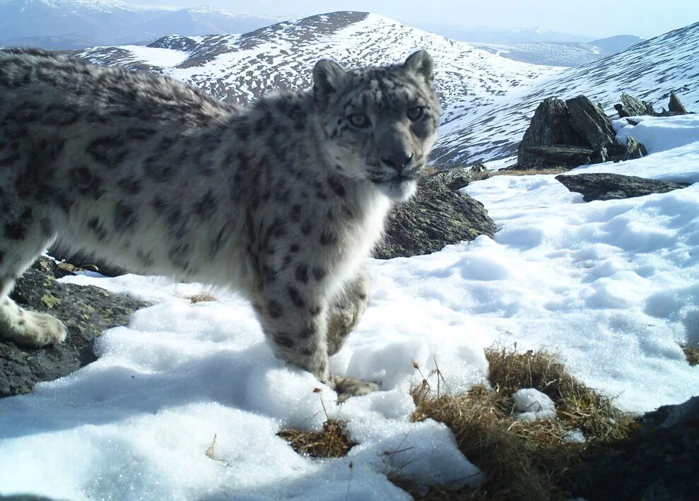 Снежный барс (ирбис, снежный леопард). Снежный барс в гималаях. Снежный барс тунка. Снежный барс саяно шушенского заповедника. Снежный барс ирбис.