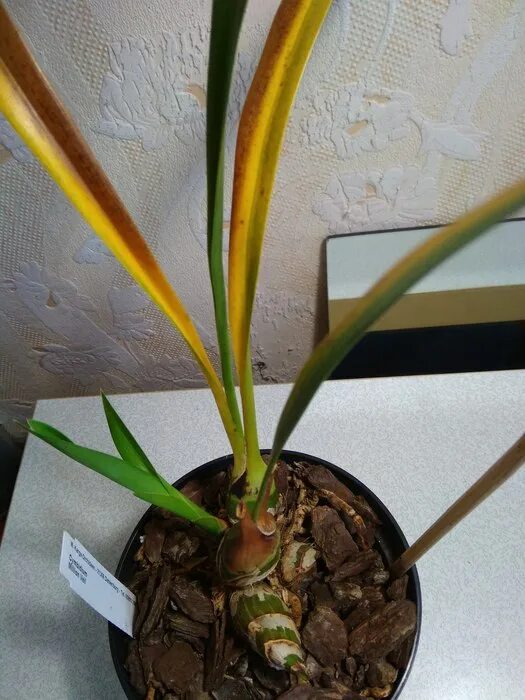 Цимбидиум пересадка. Цимбидиум Кали Найт. Орхидея Цимбидиум пересадка. Болезни орхидеи Цимбидиум.