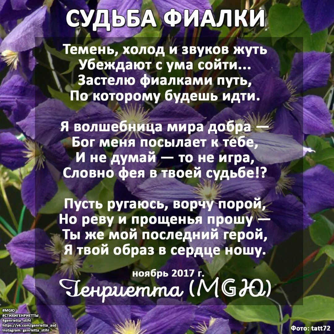Песня про фиалку. Песня про фиалку. Песня про фиалку. Голубая узамбарская фиалка. Мои фиалки.