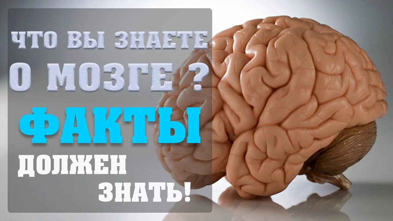 Факты про мозги. Неделя знаний о мозге. Факты о мозге. Интересные факты о мозге. Уникальные факты о мозге человека.