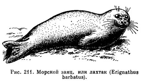 Новизна изменчивый тюленевый