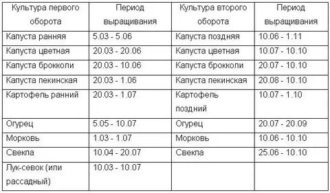 Посев поздней капусты на рассаду