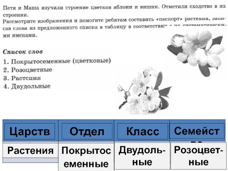 Впр по биологии 6 класс. Царство отдел Покрытосеменные. Виды и рода покрытосеменных растений. Омела царство отдел класс род вид. Систематика растений ВПР.