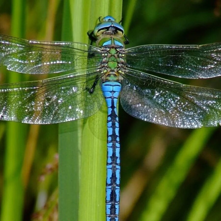 стрикады. красотка блестящая (calopteryx splendens). Calopteryx splendens (самец). стрекоза calopteryx splendens. стрекоза одоната.