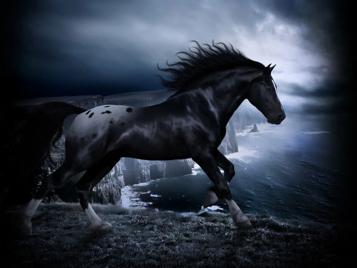 Вороной Мустанг иноходец. Черный конь. Красивые лошади. Красивый черный конь. Картинки лошадей на заставку