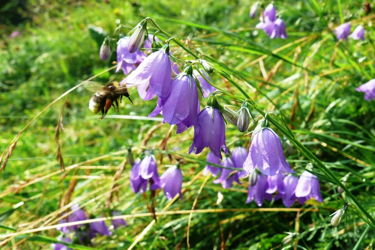 Makkelijke bloeier in pastel: de Campanula (bijen en vlinders zijn ook dol op 'm