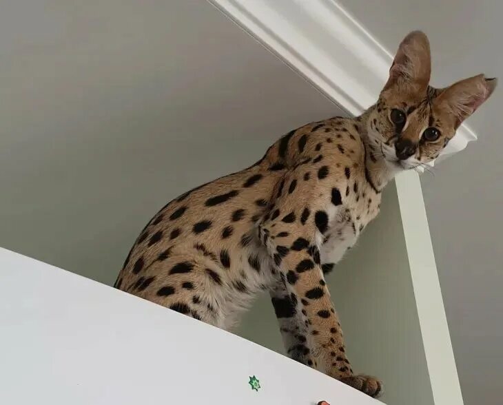 Саванна Katzen, Tiere, Katzen fotos