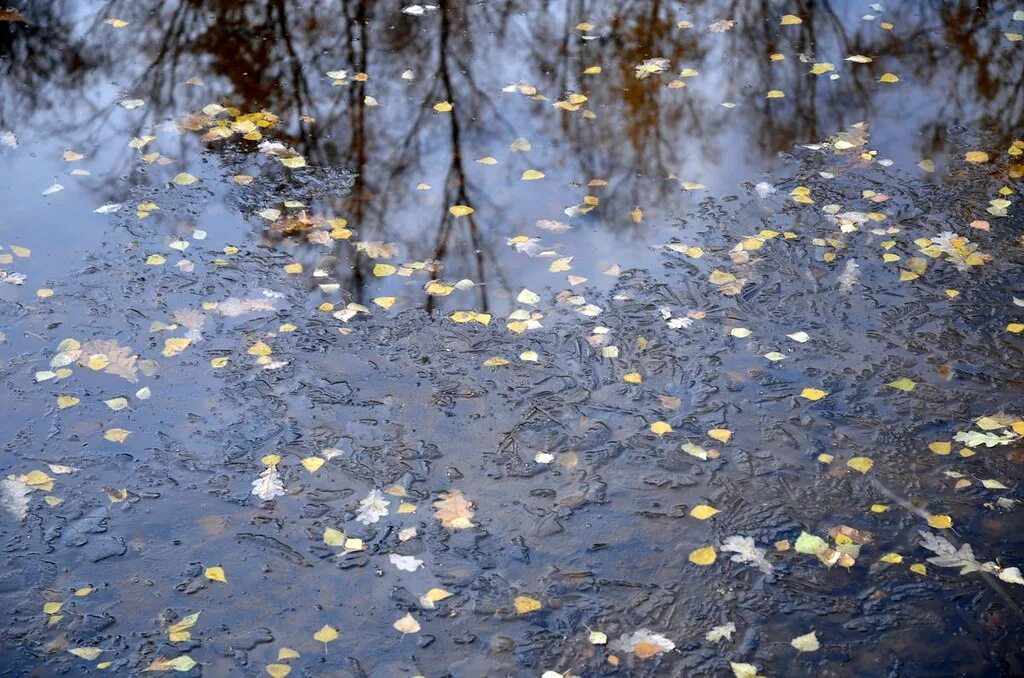 Лед на лужах. Тонкий лед на лужах. Тонкий тонкий ледок. Лед на лужах. Тонкий тонкий ледок.