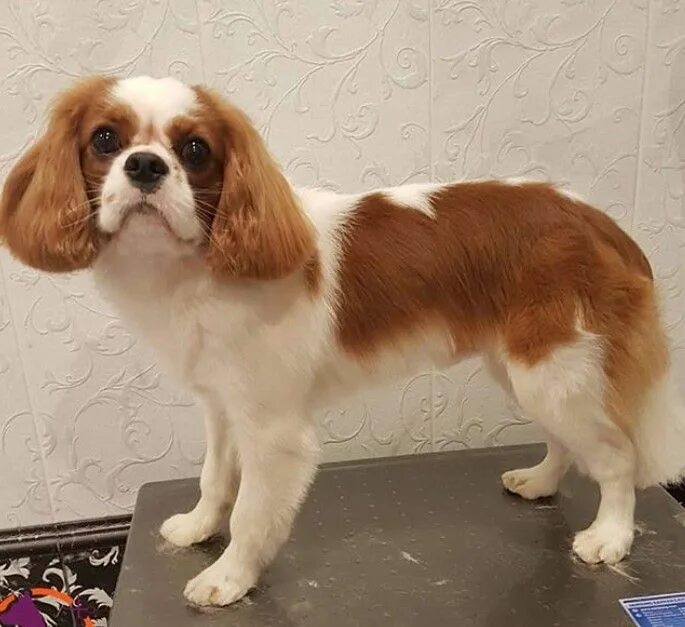 King charles cavalier spaniel puppy, Cavalier king charles dog, Cavalier king ch