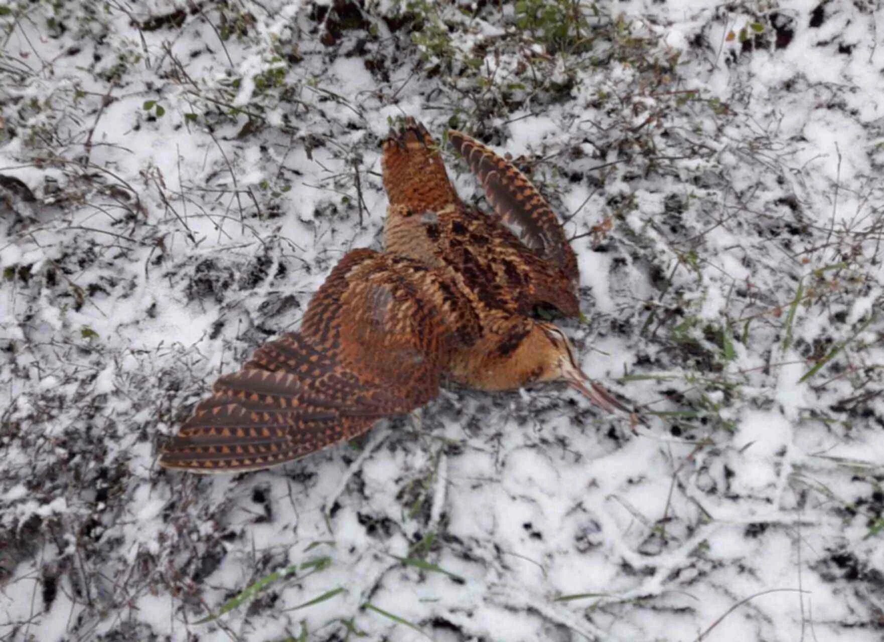 Вальдшнеп. Вальдшнеп самец и самка. Самка вальдшнепа. Вальдшнеп самец. Вальдшнеп плавно вылетает из за темной березы