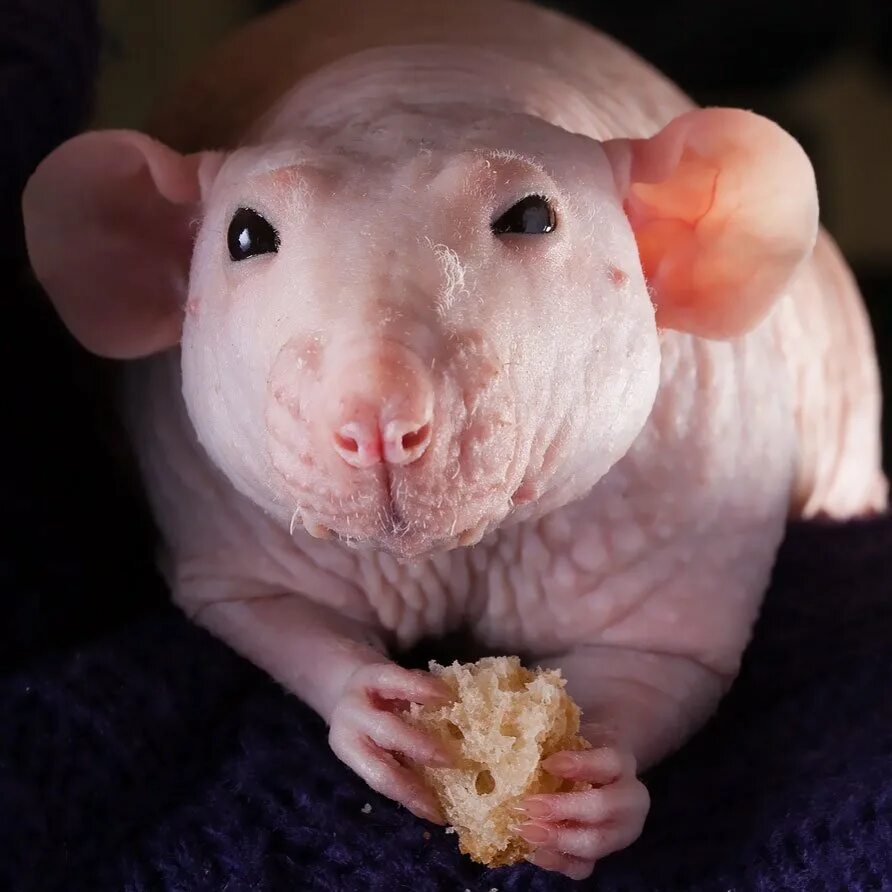 Свинья мышь. Свинья мышь. Коврик для мыши с поросенком. Крысы породы сфинкс и дамбо. Свинья мышь.