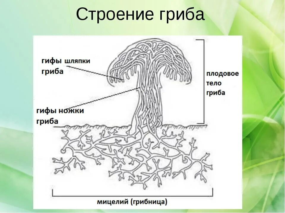 Главная часть любого гриба. Строение грибницы мицелия. Схема плодовое тело шляпочного гриба. Строение шляпочного гриба мицелий. Строения мицелия грибов рисунок.