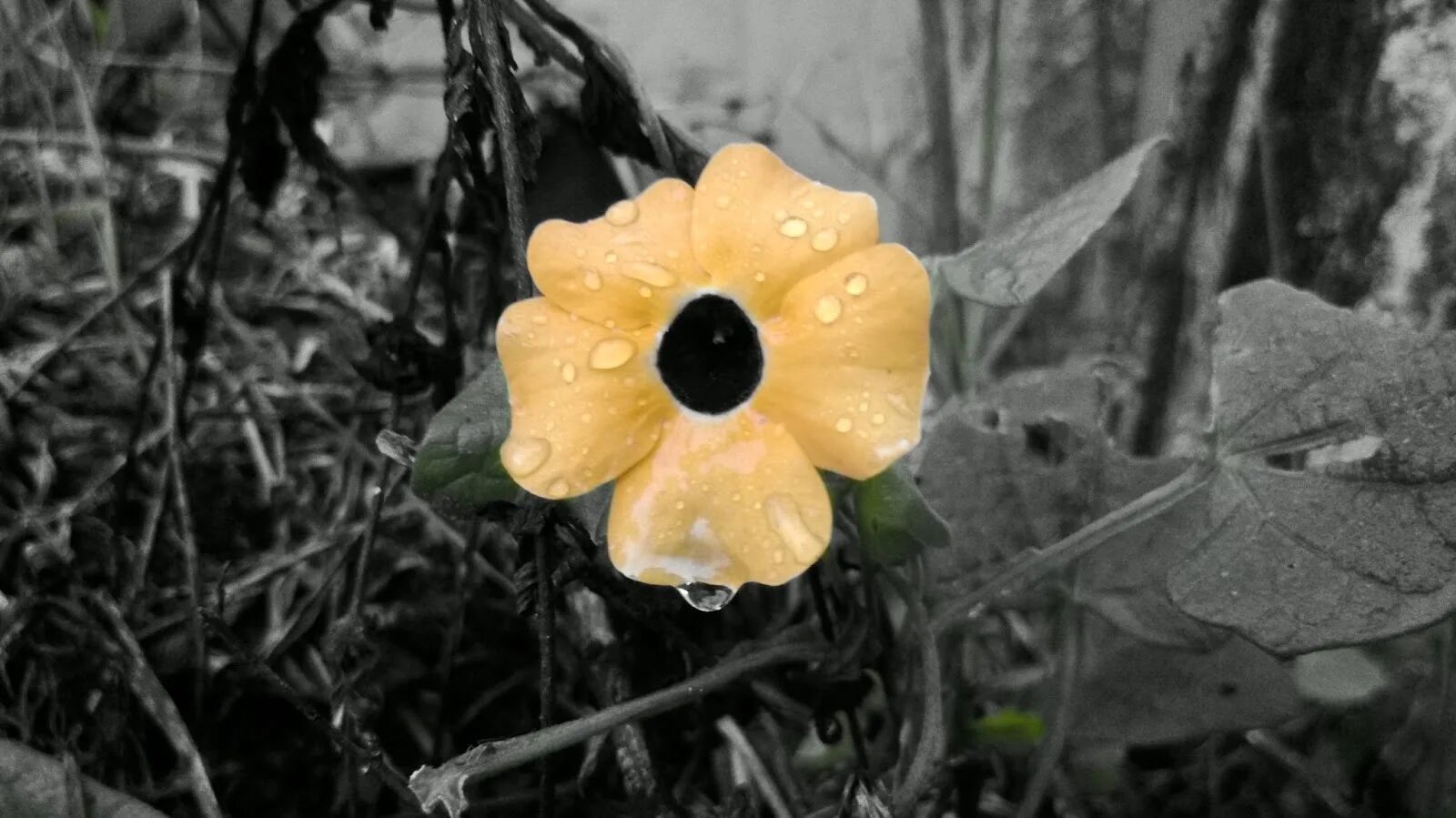 Цветок грустит