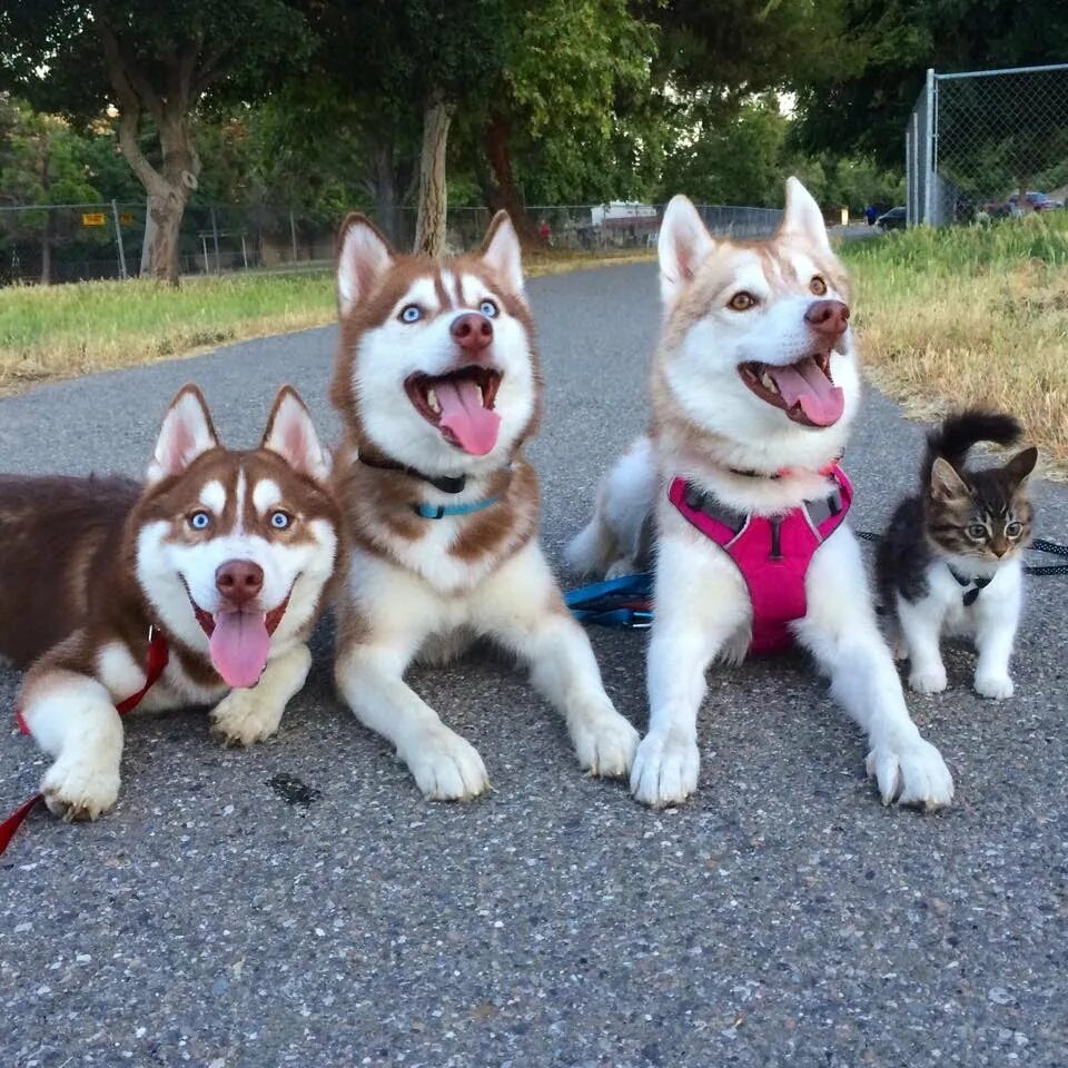 3 собаки видео. Хаски ;3;3. Сибирский хаски +кошка. Кот среди собак. Кошка Рози и хаски.