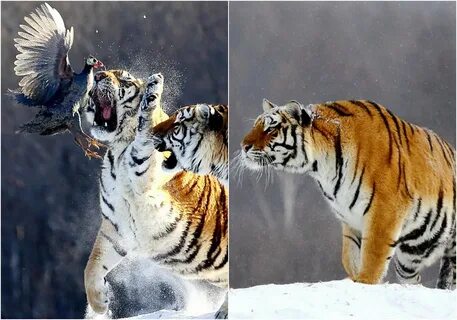 На кого охотятся тигры