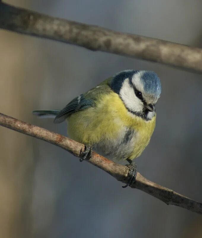 подмосковные синички. синица лазоревка подвиды. виды синичек. виды синичек с названиями. виды синичек с названиями.