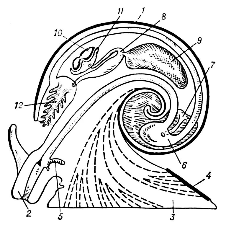 Раковина виноградной улитки схема. Брюхоногие моллюски строение. Схема брюхоногого моллюска. Продольный срез брюхоногого моллюска.