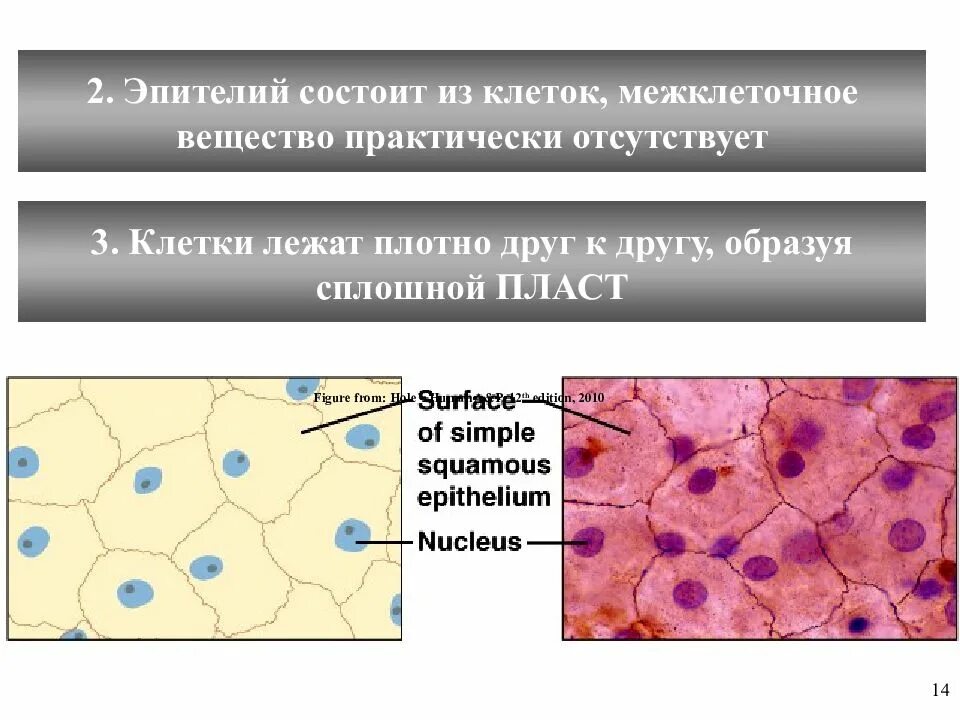 Межклеточное вещество эпителиальной ткани строение. Клетки и межклеточное вещество. Межклеточное вещество в тканях. Эпителий межклеточное вещество. Эпителиальные ткани состоят из клеток