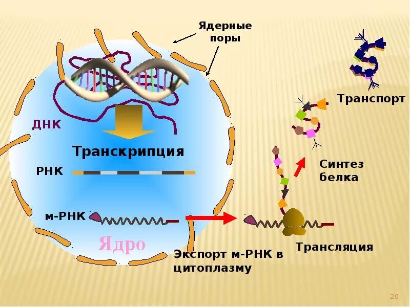 Схема биосинтеза белка. Схема синтеза белка в клетке. Трансляция Биосинтез белка кратко.