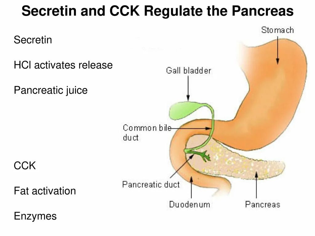 Панкреатин поджелудочная железа. Поджелудочная желелеза. Поджелудочная железа желчный пузырь анатомия. Общий проток поджелудочной железы и желчного пузыря.