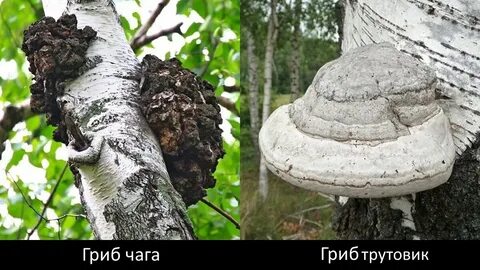 Березовая чага трутовик