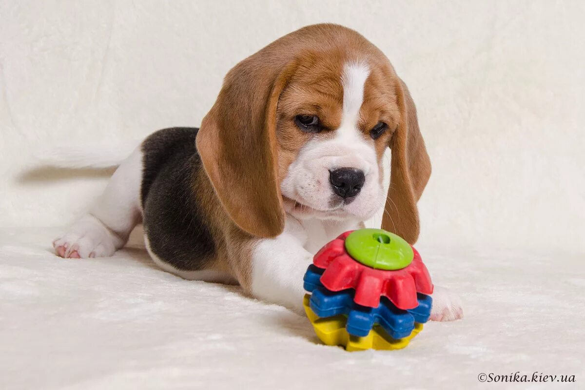 бигль щенок 2 месяца. имена для собак девочек бигль. новорожденные щенки бигля. бигль щенок 1 месяц. щенки бигля девочка.