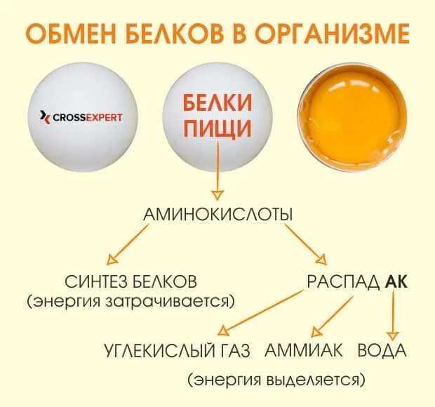 Обмен белков биология. Схема белкового обмена в организме. Процесс обмена белков. Схема обмена веществ белков. Процессы обмена белков в организме.