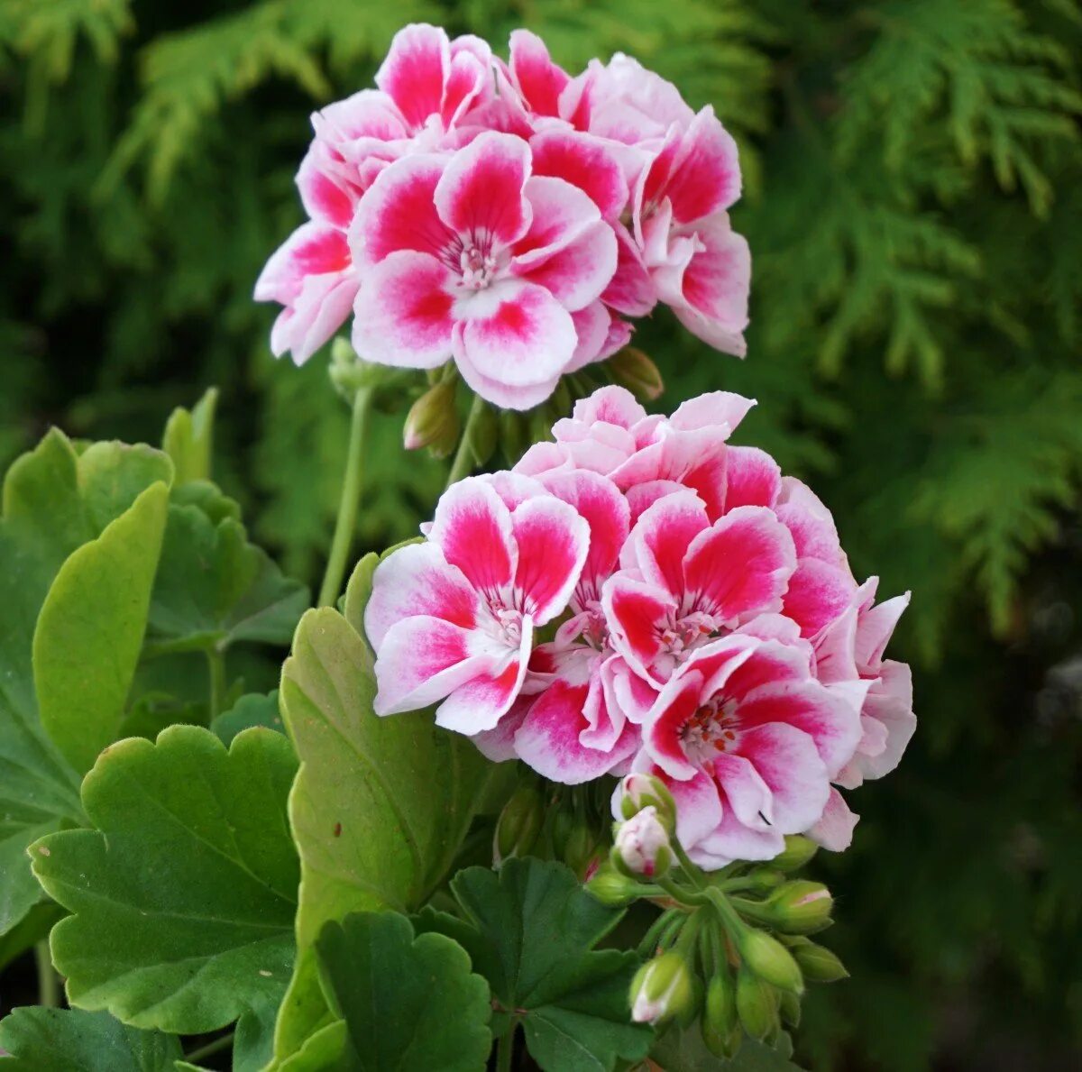 Pink Carnation пеларгония. Герань Pink Diadem. Пеларгония variegated Giroflee. Pink Geranium пеларгония.
