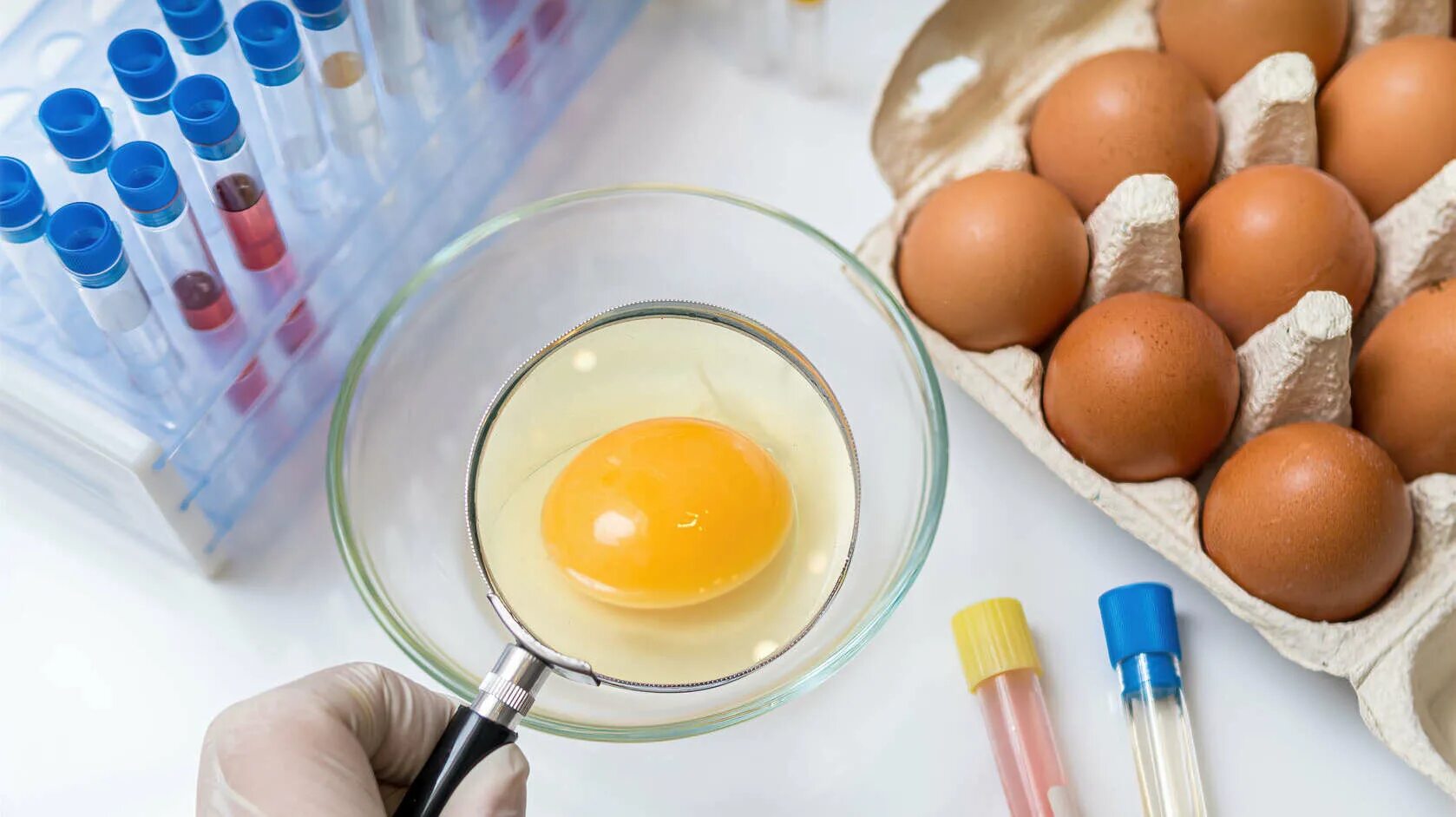 Исследование яиц. Лабораторные исследования яиц. ВСЭ яиц и яичных продуктов. Экспертиза качества яиц.