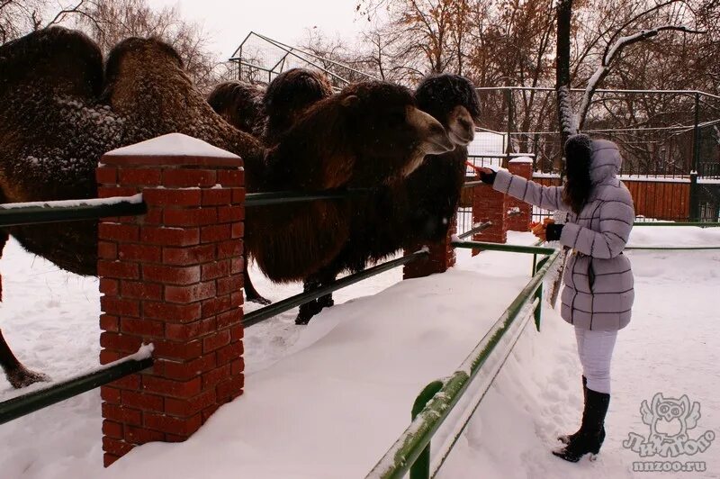 Кафе хуторянка нижний новгород лимпопо. Зоопарк лимпопо зимой. Зоопарк лимпопо зимой в новгороде. Лимпопо нижний зимой. Зоопарк лимпопо.
