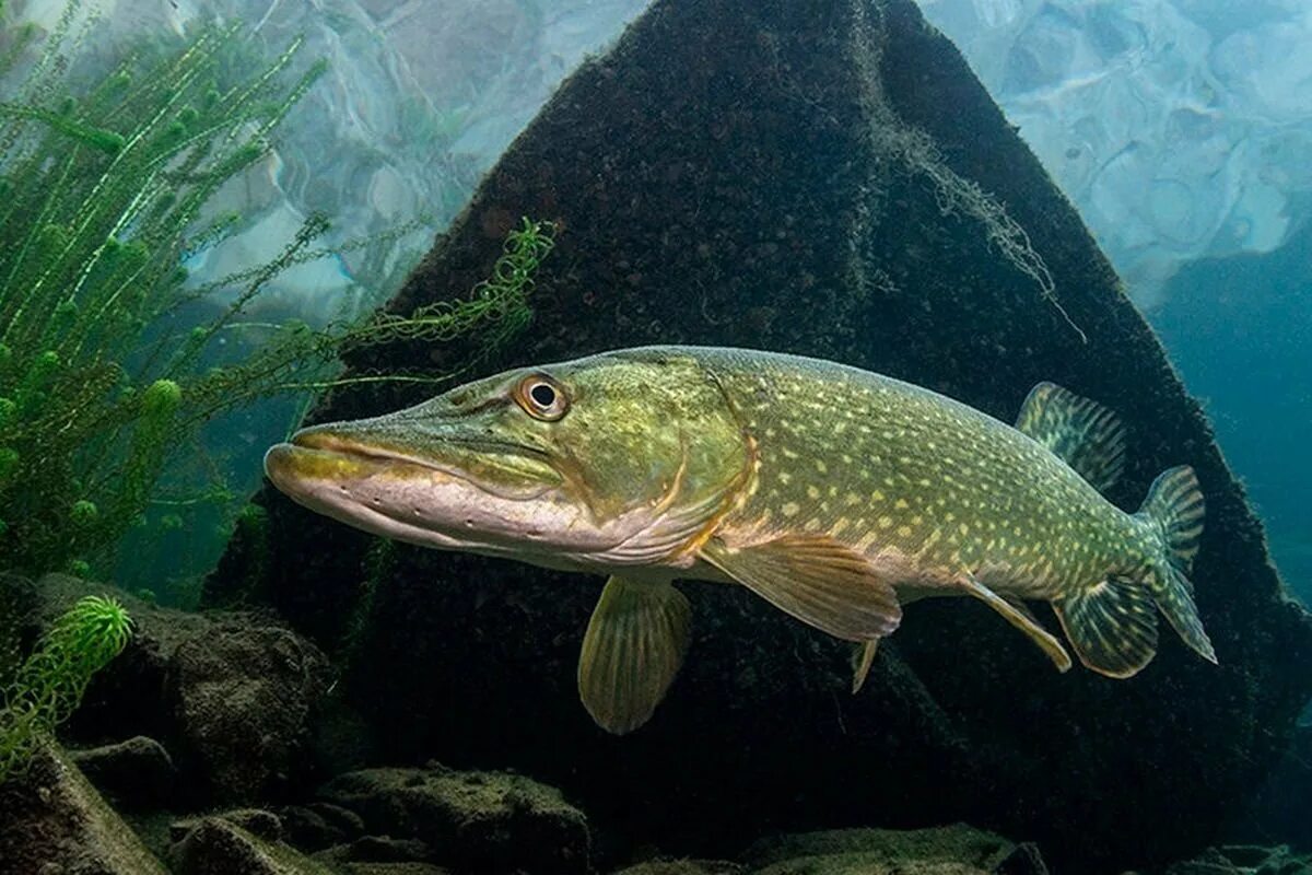 Обыкновенная щука (Esox Lucius). Вид обыкновенная щука - Esox Lucius. Рыба щука Esox Lucius. Щука Байкальская. Рыбы живущие в пресной воде