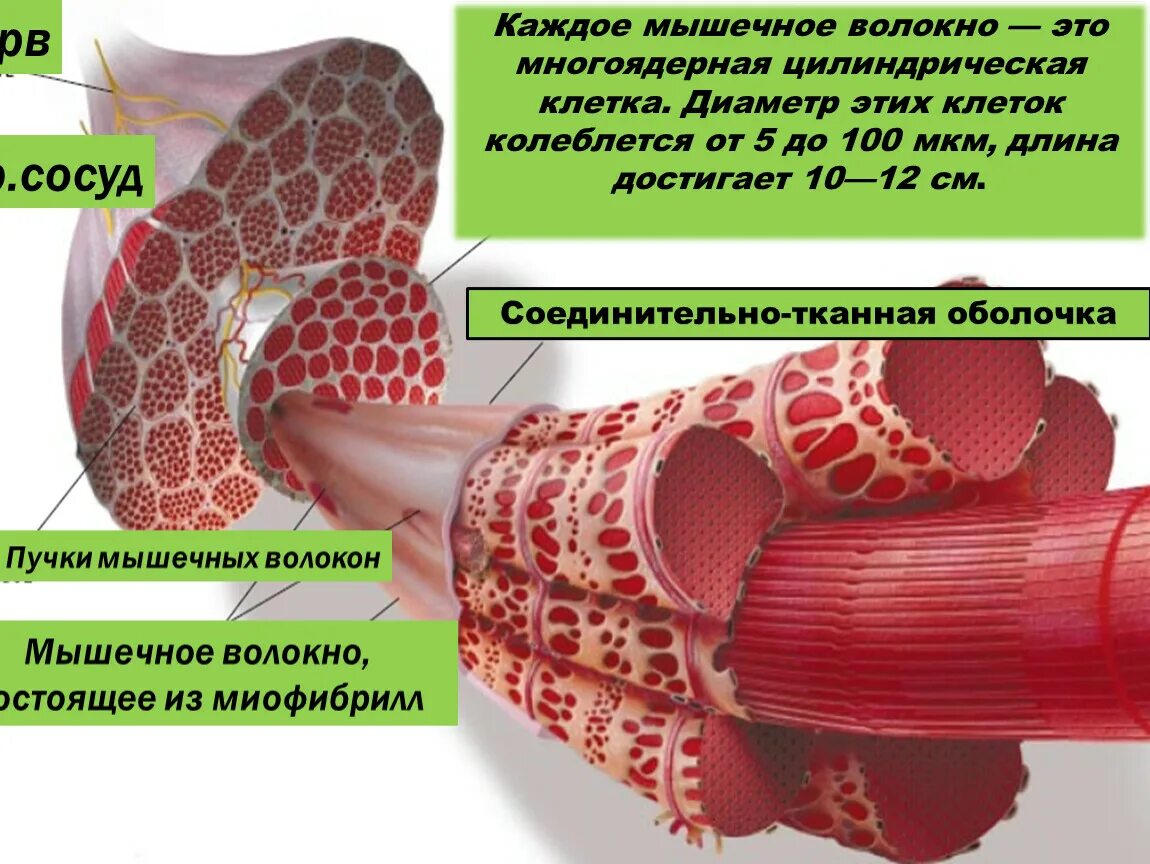 Соединительная мышца. Соединительная тканная оболочка мышцы. Мышечное волокно. Строение мышечной клетки. Мышца пучок мышечных волокон мышечное волокно.