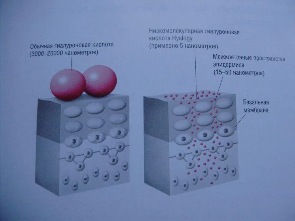 Гиалуроновая кислота где. Высокомолекулярная гиалуроновая кислота. Молекула гиалуроновой кислоты. Низкомолекулярной гиалуроновой кислоты. Модифицированная гиалуроновая кислота.