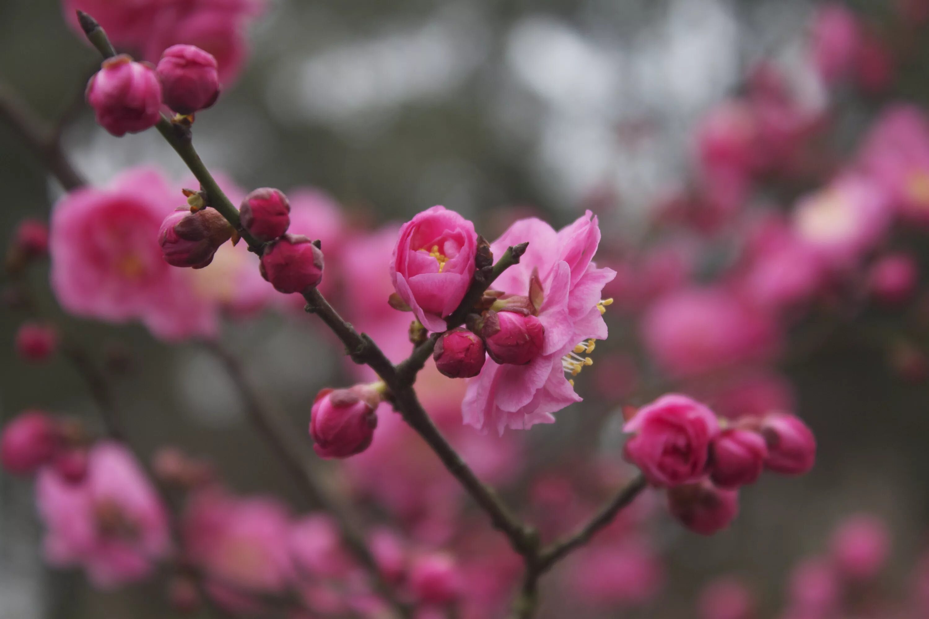 Plum blossom. Плам блоссом цветок. Слива Умэ. Слива цветы Умэ. Слива розовые цветы.