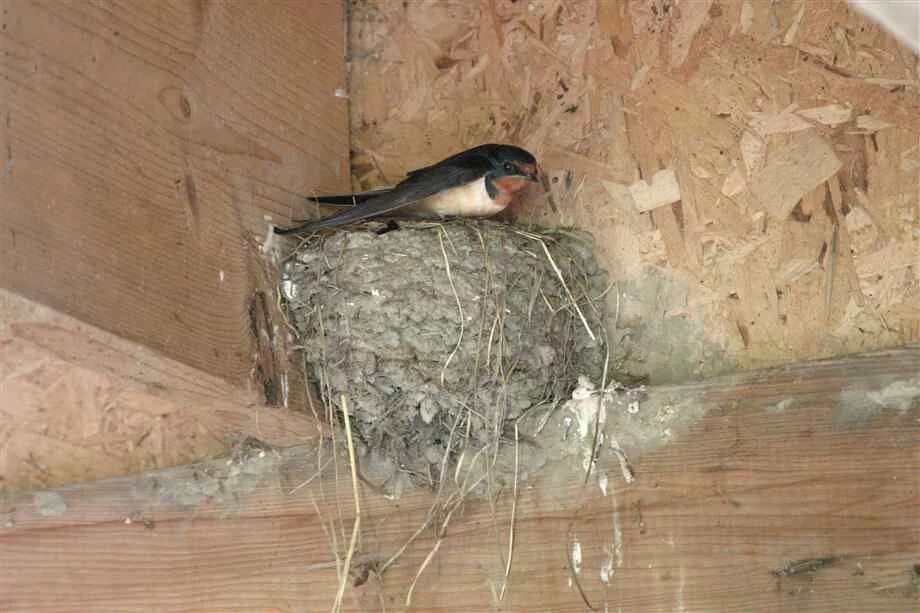 Гнезда птиц под крышей дома. Гнездо деревенской ласточки. Гнездование ласточки деревенской. Ласточки свили гнездо. Гнездо ласточки под крышей.
